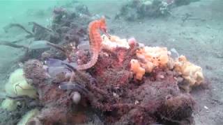 White’s Seahorse (Hippocampus whitei) swimming on sponge habitat in Port Stephens, NSW