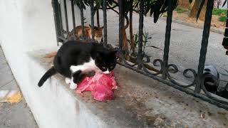 stray cat is having difficulty eating big pieces of meat