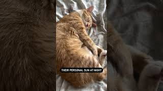 Do you know this #cat #funny #catlovers #shortsvideo #viralshorts #trendingshorts