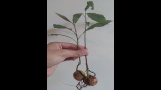 A Very Easy and Fast Method for Growing Avocado from Seed at Home.