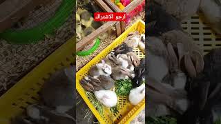 سوق لبيع #الارانب والكتاكيت ملونة A market selling colorful rabbits and chicks