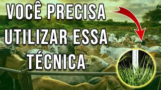 APRENDA A ESTIMAR A PRODUÇÃO DE MASSA DA SUA FORRAGEIRA