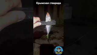 Весенняя Крымская ставрида #blacksea #rockfishing #rockfish #shorts