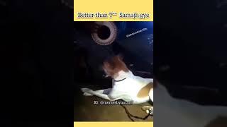 This singer is better than t*** | Funny dog singing very smoothly | memesbyaman7