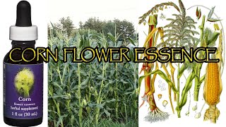 CORN "Zea Mays" Flower Essence: Harnessing the Spirit of Corn for Healing