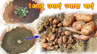 अकतूबर मे 1 आलू से ढेरों आलू उगाएं  / How To Grow Potatoes at Home / Aalu Kaise kab Ugaye