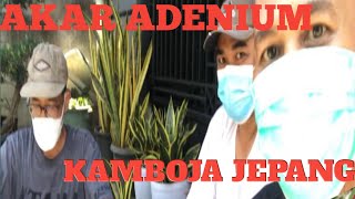 PROGRAM AKAR ADENIUM || JAPANESE CAMBODIA FLOWER PART 1