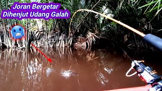 JORAN BERGETAR DITARIK GANASNYA UDANG GALAH | TRIP MUSIM HUJAN