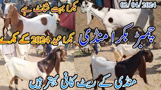 Chambar goat market | mix Goat breed | Bakra Eid 2024 | date 02/04/2024