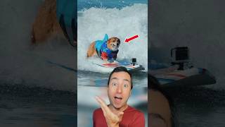 Dogs who can SURF! #shorts