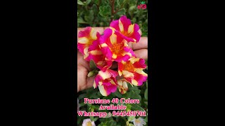 Purslane 25 colors  -  Portulaca 30 colors for sale online - Pathumani  - Whatsapp : 9445450701