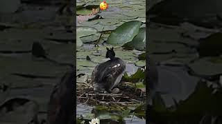 Great crested grebe with eggs / Grèbe huppée couvant #nature #wildlife #suisse #grebe