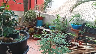 Videíto de verano (una actualización). Pulgones-momia y plantas creciditas.