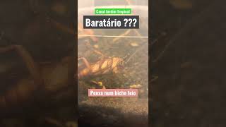 Fiz um baratário (existe isso ?)