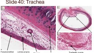 Medical School Histology. Images of the Respiratory System.