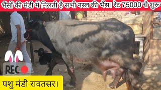 भैंसों की मंडी में आई पहले व्यायत की मुर्रा ज्योटी Mandi p murra Jyoti ki aavak shuru buffalo market