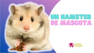 Un HAMSTER de MASCOTA - Todo lo que NECESITAS saber