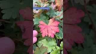 Geranium macrorrhizum is changing into autumn attire (soon matching the colour of the brick wall)