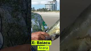 BAIACU 🐡 ARARA