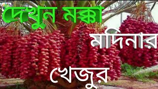 মদিনার খেজুর || আরব দেশের খেজুর||