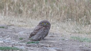 A curious and fluffy juvenile of Little Owl ”posting” in front of the camera, and then...taking off.