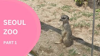 Seoul Children Grand Park Zoo Part 1 #seoul #thingstodoinseoul