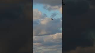 Pelican in flight Florida Beach #birdslover