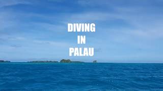 팔라우 다이빙 샤크시티 우롱채널 시아스터널 palau diving