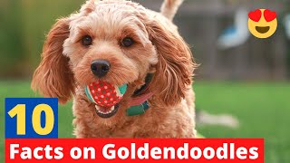 10 Interesting Facts About the Goldendoodle