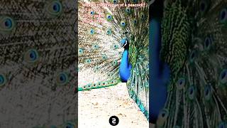 How Long Do Peacocks Live? || #shorts