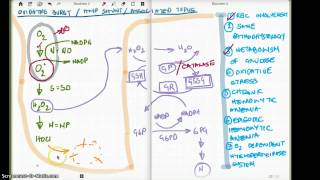 Oxidative Burst/HMP Shunt/Associated Topics Made Simple Part 2