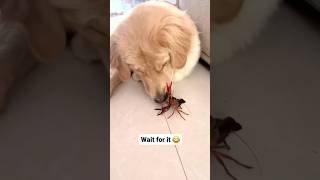 Why is this Puppy so mad at these crabs?