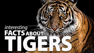 Interesting Facts about Tigers