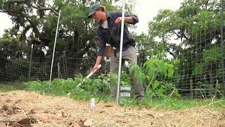 Field Trip: Florida Weave Trellising for Peppers and Tomatoes