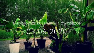 93.🌴🍌Bananowce ruszają w nowy sezon 2020🍌05.06.2020🍌🌴