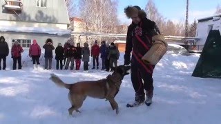 Vyatkin's Urosh, 1г. Семинар с Алексом Вяткиным, г.Томск,19-23.02.16г.