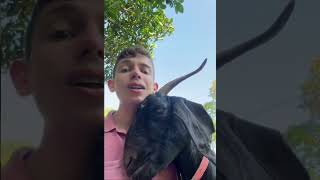 GOAT AND KID SINGS ALICIA KEYS😱 #youtubeshorts #shorts #fyp #viral #trending #foryou #singer #animal