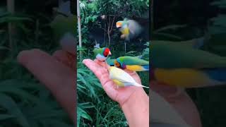 Rare Gouldian finches 😍 | 📍 Australia 🇦🇺 | Nature 🍂 #nature  #shorts