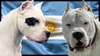 Así es el Dogo argentino El perro más poderoso de su país 🇦🇷