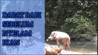 Bar bar kejar babi sebelum nyelam ikan