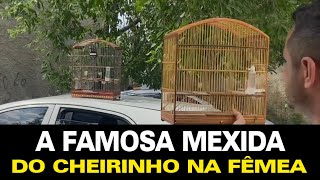 A Mexida do Cheirinho na fêmea. Dica Completa