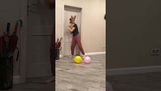 A dog brings balloons to a big fat shaggy cat #shorts