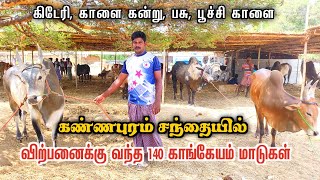 🔥100 மாடுகளை கொண்டுவந்த வியாபாரி |லட்சங்களில் விலைப்போன காங்கேயம் மாடுகள் 😮kannapuram santhai