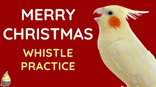 MERRY CHRISTMAS Cockatiel Singing Training with Whistle