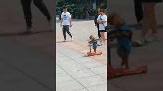 Cachorrinho andando de patinete