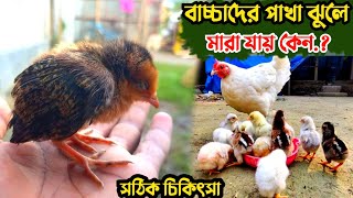 বাচ্চাদের পাখা ঝুলে মারা যাওয়ার কারণ || মুরগির রোগ ও চিকিৎসা || Nur Bhai