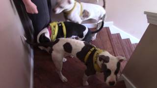 Four ex Cobb Animal Control pit mixes downstairs