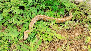 Warning!!! Python in The Backyard