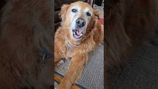 Relax! Titan age 13 #goldendog #dog #goldenretriever #doglover