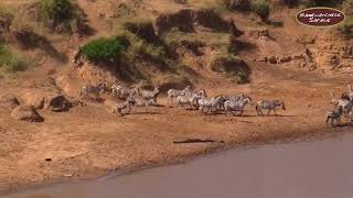 The Great Migration 2023 Update: Wildebeest, Zebras on the Move 16.08.23